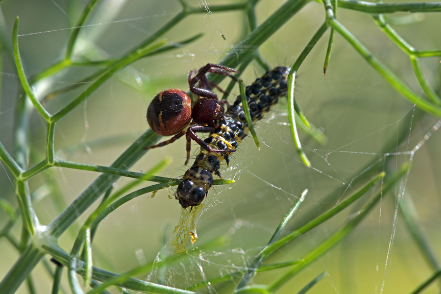 Predatori di farfalle